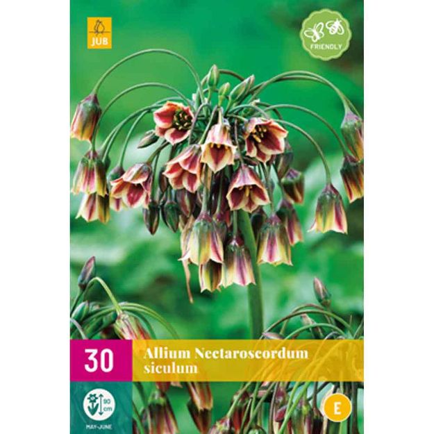 Image de 30 allium (nectaroscordum) siculum calibre : 8/10