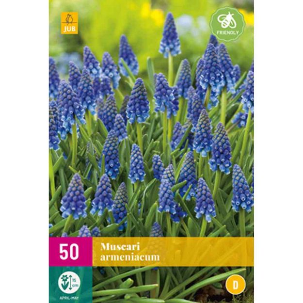 Image de 50 muscari armeniacum calibre : 8/9