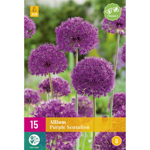 Image de 15 allium purple sensation calibre : 10/12