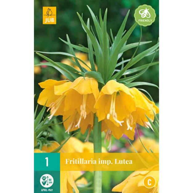 Image de 1 fritillaria lutea calibre : 20/24