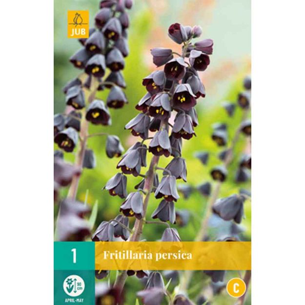 Image de 1 fritillaria persica calibre : 20/24