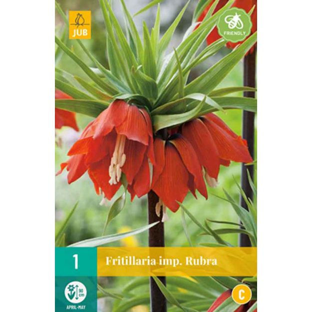 Image de 1 fritillaria rubra calibre : 20/24