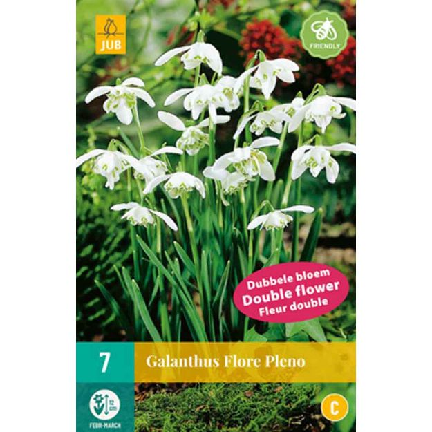 Image de 7 galanthus flore pleno calibre : 5/+