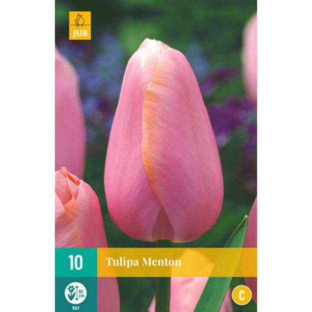 Image de 10 tulipes menton calibre : 11/12