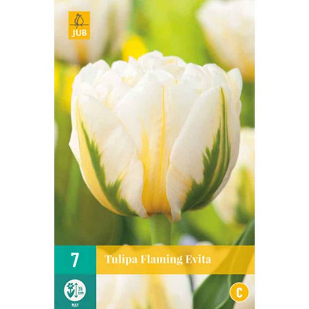 Image de 7 bulbes tulipes flaming evita 11/12