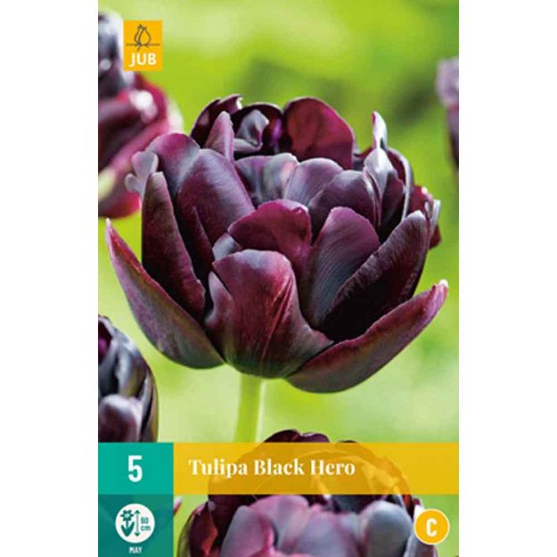 Image de 5 tulipes black hero calibre : 11/12