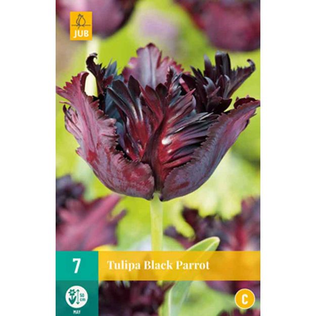 Image de 7 tulipes black parrot calibre : 11/12