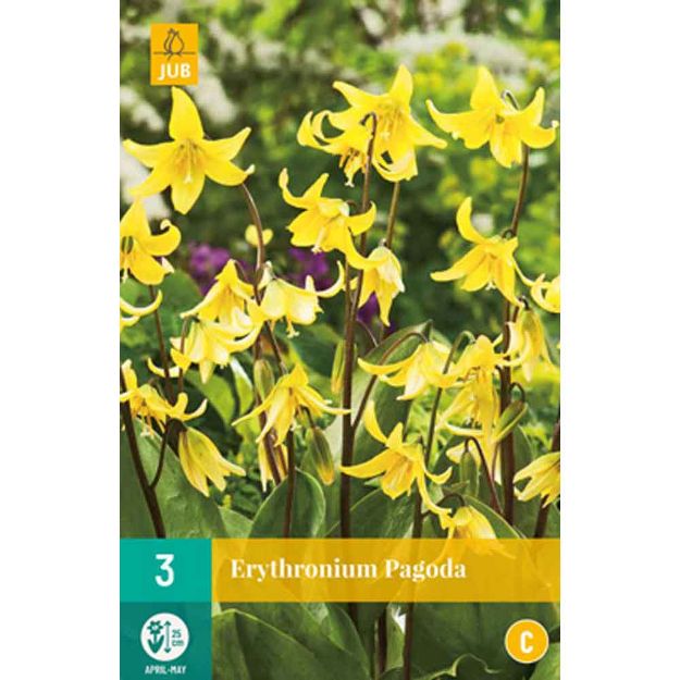 Image de 3 erythronium pagoda i