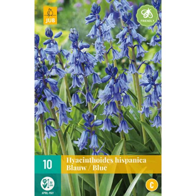 Image de 10 hyacinthoides hisp. bleu calibre : 8/10