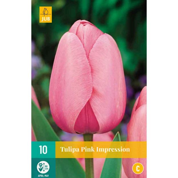 Image de 10 tulipes pink impression calibre : 11/12