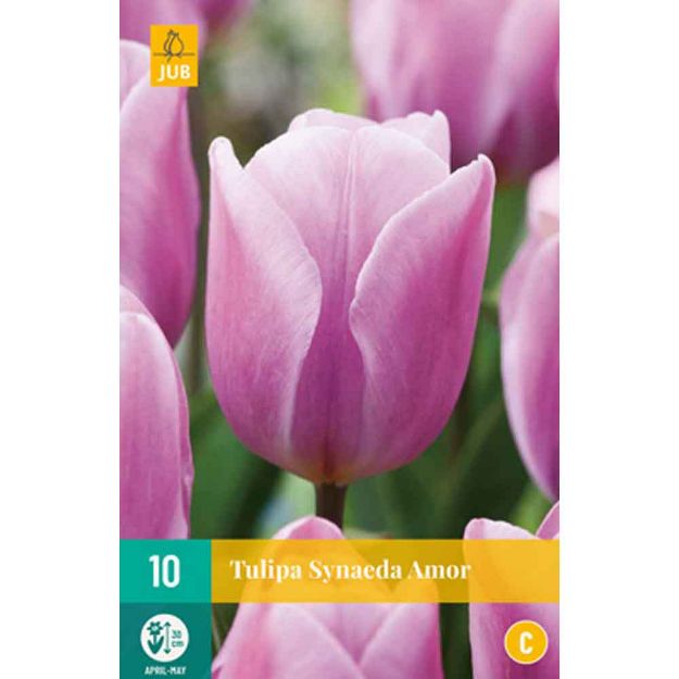 Image de 10 tulipes synaeda amor calibre : 11/12