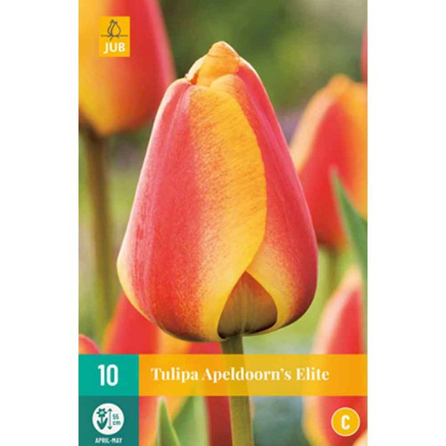 Image de 10 tulipes apeldoorn's elite calibre : 11/12