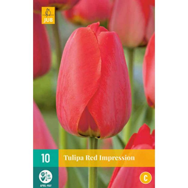 Image de 10 tulipes red impression calibre : 11/12