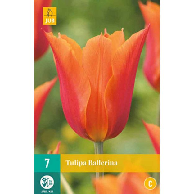 Image de 7 tulipes ballerina calibre : 11/12