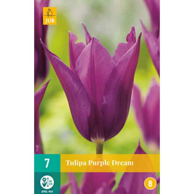 Image de 7 tulipes purple dream calibre : 11/12