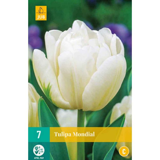 Image de 7 tulipes mondial calibre : 11/12