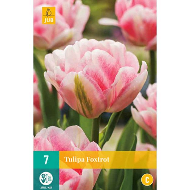 Image de 7 tulipes foxtrot calibre : 11/12