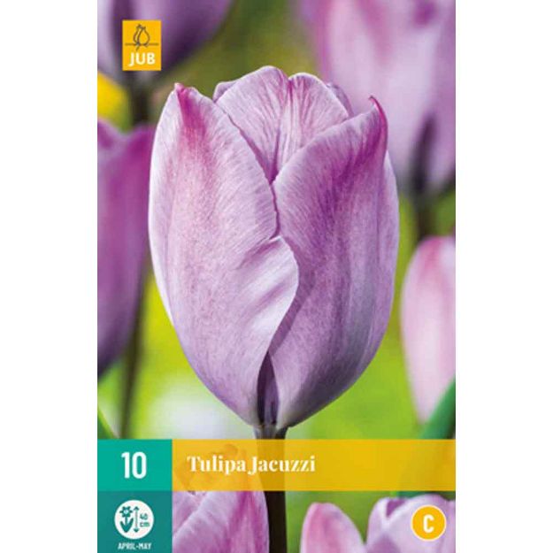 Image de 10 tulipes jacuzzi calibre : 11/12