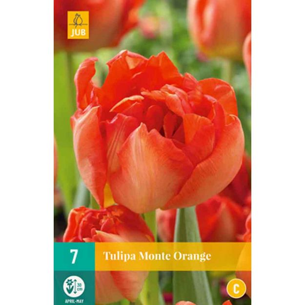 Image de 7 tulipes monte orange calibre : 11/12