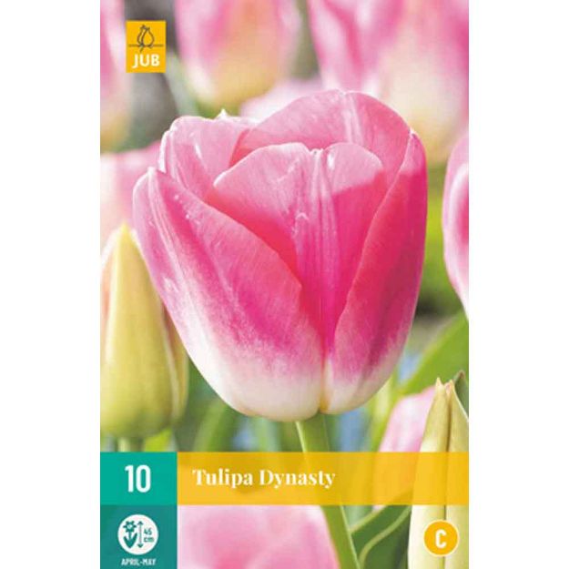 Image de 10 tulipes dynasty calibre : 11/12