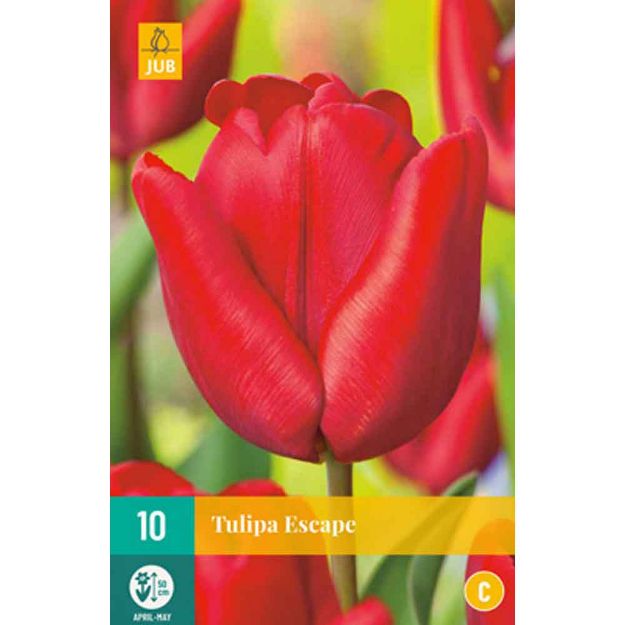 Image de 10 tulipes escape calibre : 11/12