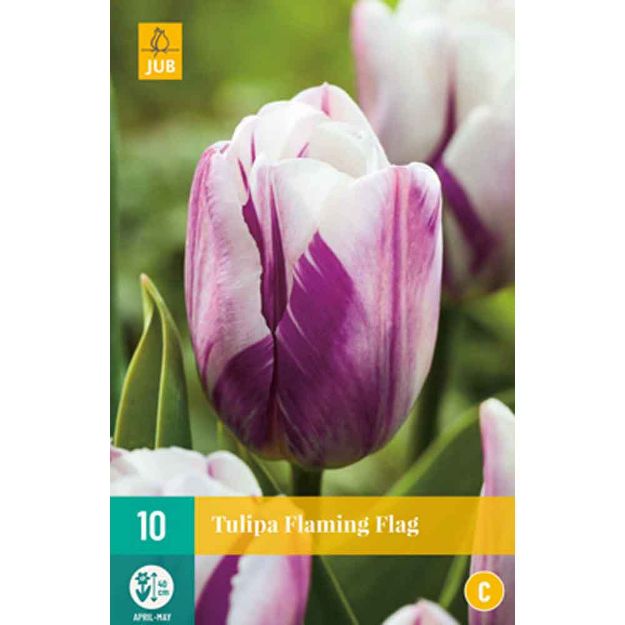 Image de 10 tulipes flaming flag calibre : 11/12