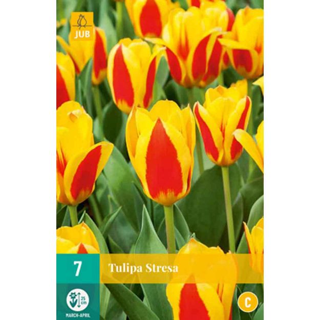 Image de 7 tulipes stresa calibre : 11/12