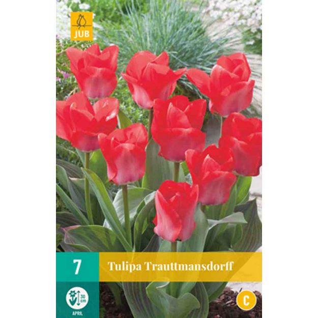 Image de 7 tulipestrauttmannsdorf calibre : 11/12