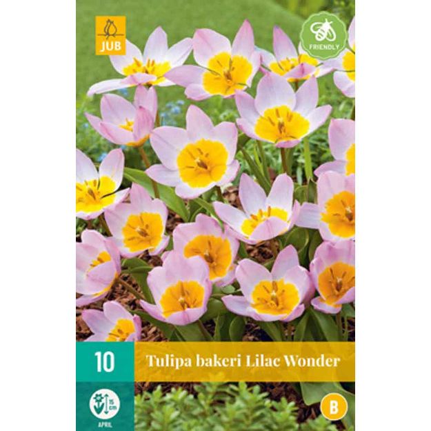 Image de 10 tulipes bakeri lilac wonder calibre : calibre : 6/+