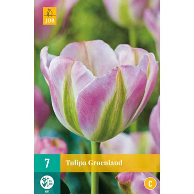 Image de 7 tulipes groenland calibre : 11/12