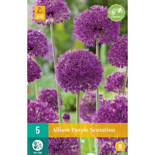 Image de 5 allium purple sensation calibre : 12/14