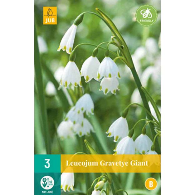 Image de 3 leucojum gravetye giant calibre : 12/14