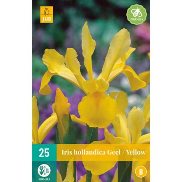 Image de 25 bulbes iris hollandica jaune 7/8