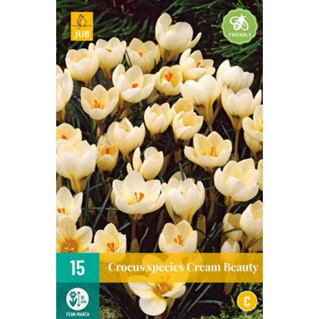 Image de 15 crocus cream beauty calibre : 5/+