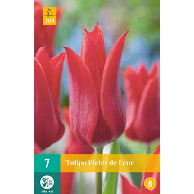 Image de 7 tulipes pieter de leur calibre : 11/12