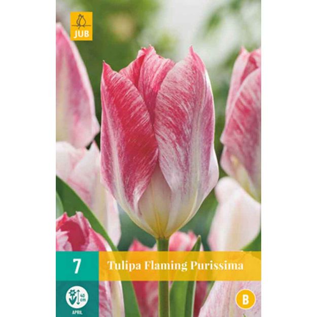 Image de 10 bulbes tulipes flaming purissima 11/12