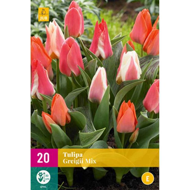 Image de 25 tulipes greigii micalibre : 11/12