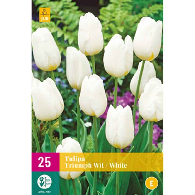 Image de 25 tulipes triomphe blanc calibre : 11/12