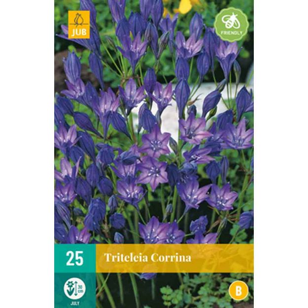 Image de 25 triteleia corrina nj calibre : 5/6