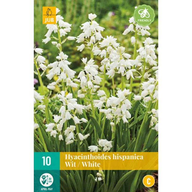 Image de 10 hyacinthoides hisp. blanc calibre : 8/10