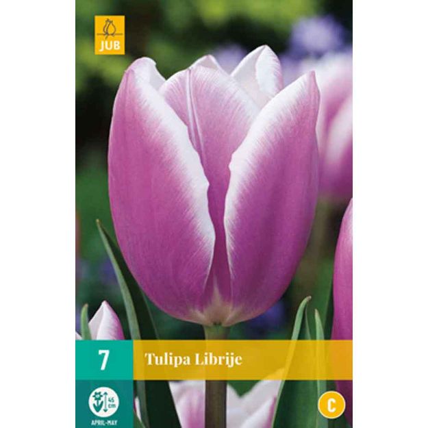 Image de 7 bulbes tulipes librije 11/12