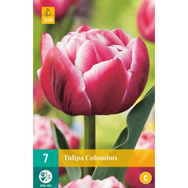 Image de 7 tulipes columbus calibre : 11/12