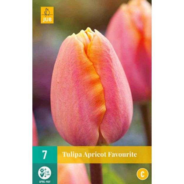 Image de 7 tulipes apricot favourite calibre : 11/12