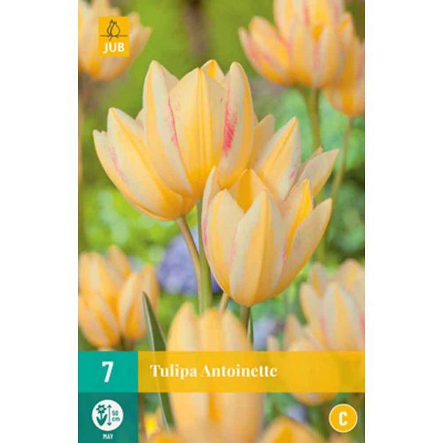 Image de 7 bulbes tulipes antoinette 11/12