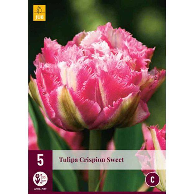 Image de 5 tulipes crispion sweet calibre : 12/+