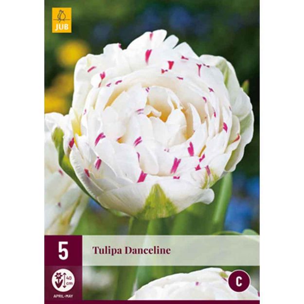 Image de 5 tulipes danceline calibre : 11/12