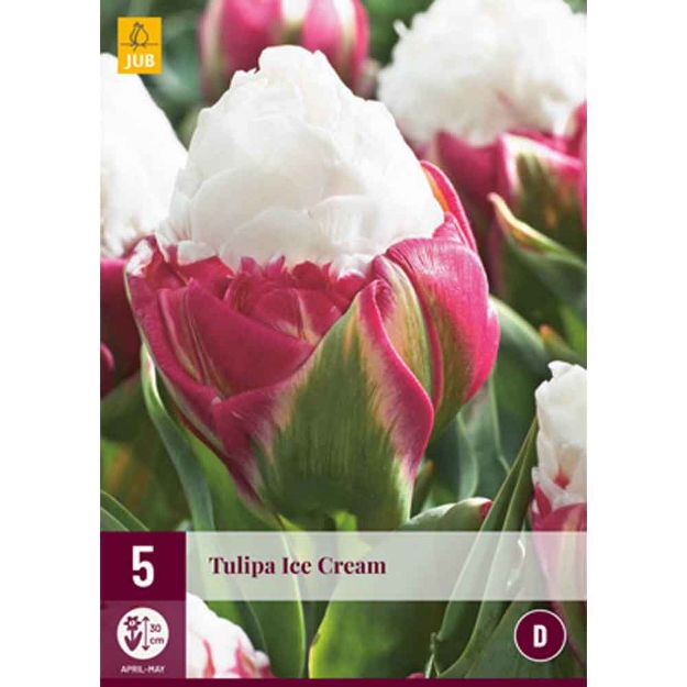 Image de 5 tulipes ice cream calibre : 11/12