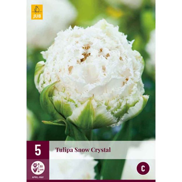 Image de 5 tulipes snow crystal calibre : 11/12