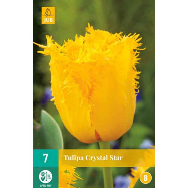 Image de 7 tulipes crystal star calibre : 11/12