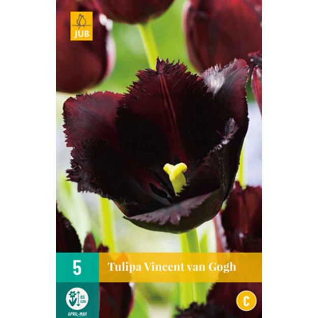 Image de 5 tulipes vincent van gogh calibre : 11/12